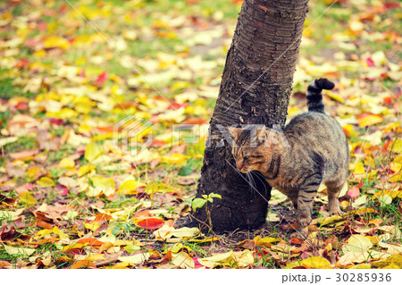 Cat walking on fallen leaves 30285936