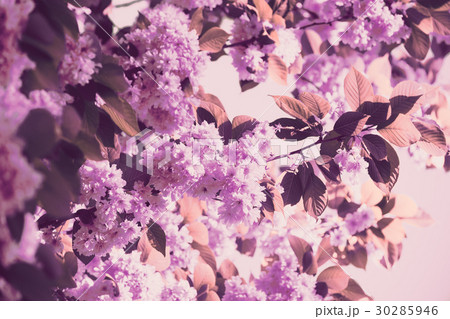 Vintage blossoming sakura in the morning Vintage blossoming sakura in the morning 30285946