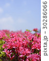 さつき 30286066