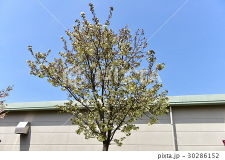 八重桜 八重桜 30286152