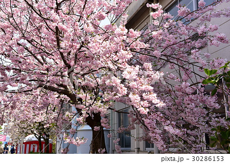 八重桜 八重桜 30286153