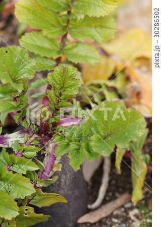 黒長大根の若葉 黒長大根の若葉 30286502