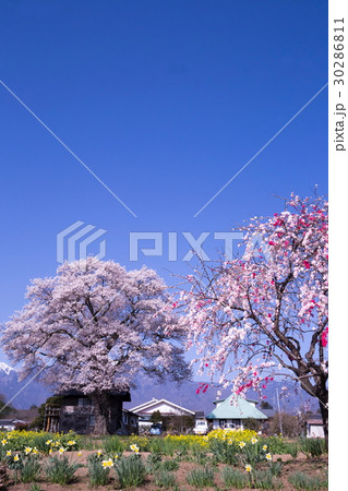 桜 梅 水仙の花 春 30286811