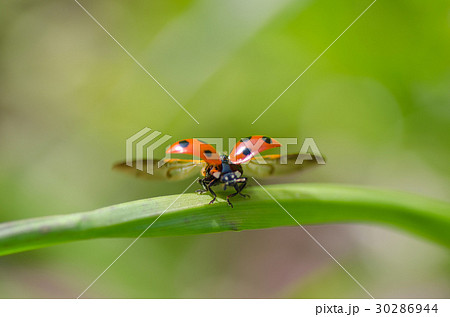 飛び立つ 30286944