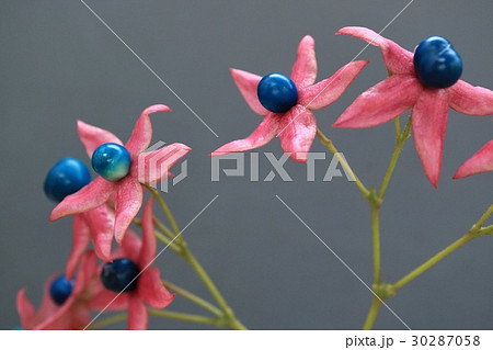 秋の木の実 クサギ 秋の木の実 クサギ 30287058