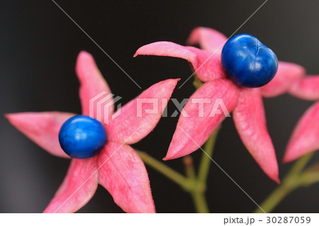 秋の木の実 クサギ 秋の木の実 クサギ 30287059