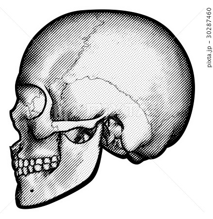 Skull In Profile Drawingのイラスト素材