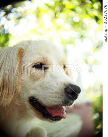 lovely funny white cute fat compact size young dog 30287676