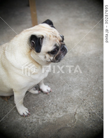 portraits photo of a lovely white fat cute pug dog portraits photo of a lovely white fat cute pug dog 30287695