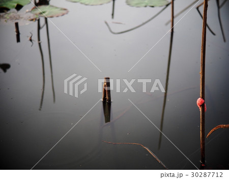colorful cherry pink snail eggs on wetland plant 30287712
