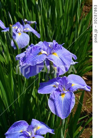 Iris ensata Dinner Plate 'Ice Cream' - Japanese Iris - Iridaceae (The