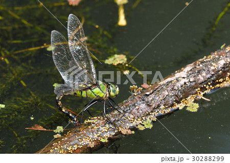 クロスジギンヤンマ（産卵中） 30288299