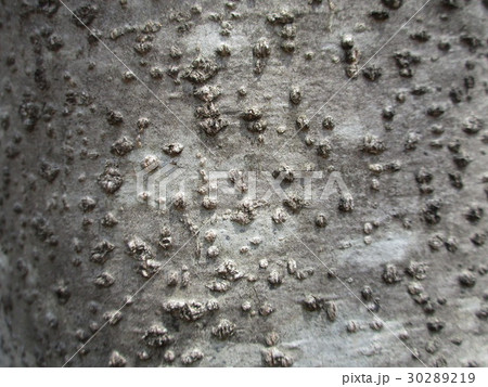 アオハダの木の表面 アオハダの木の表面 30289219