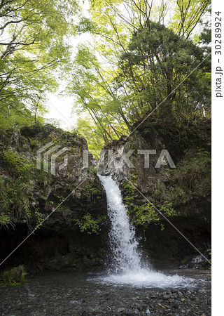 新緑の陣馬の滝  30289924