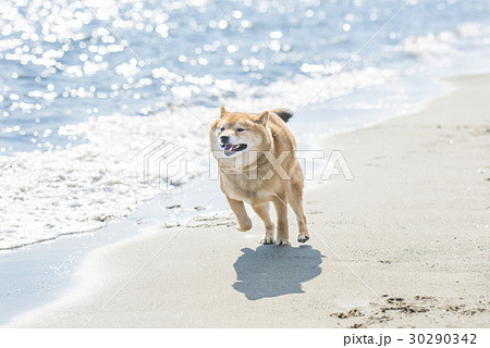 砂浜を走る柴犬の写真素材