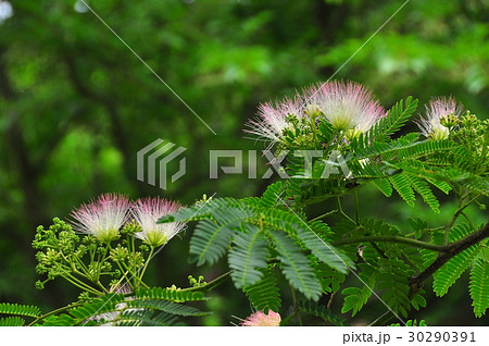 ネムノ花 30290391