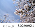 桜の花のアップ 30290921