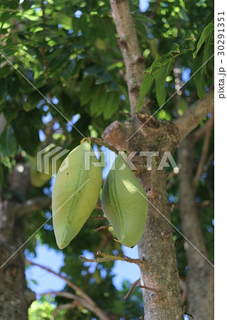 Moreton bay chestnut ジャックと豆の木 Moreton bay chestnut ジャックと豆の木 30291351