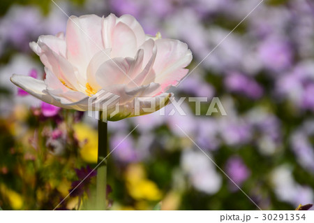 季節の花たち 季節の花たち 30291354