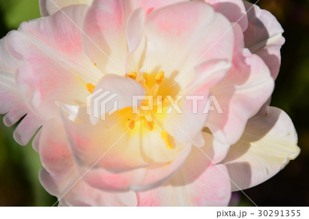 季節の花たち 30291355