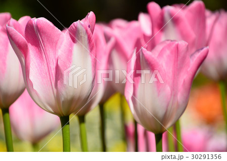季節の花たち 季節の花たち 30291356