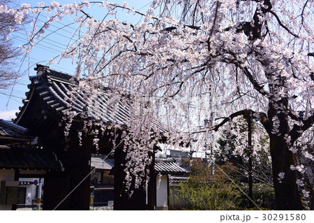 京都上品蓮台寺の桜 30291580