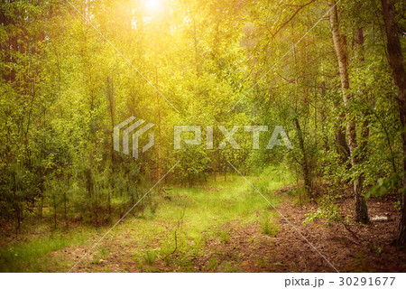 Summer green forest Summer green forest 30291677