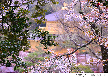 金閣寺の桜風景の写真素材