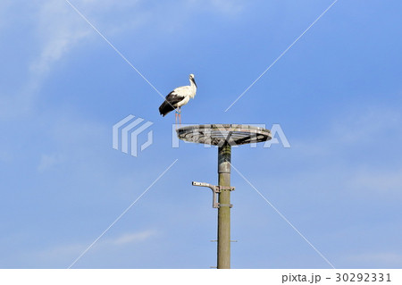 豊岡のコウノトリ 豊岡のコウノトリ 30292331