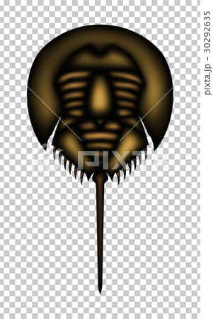 Horseshoe crab 30292635