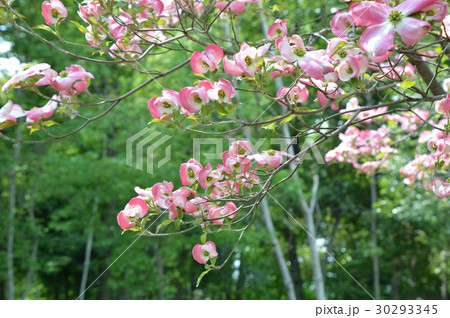 小花の蕾を包む花水木の総苞片 小花の蕾を包む花水木の総苞片 30293345