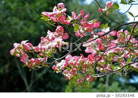 小花の蕾を包む花水木の総苞片 30293346