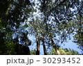 台湾 池溏 林 30293452