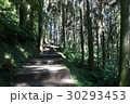 台湾 池溏 林 30293453