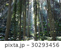台湾 池溏 林 30293456