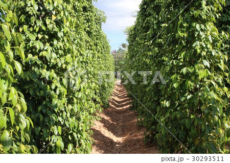 ベトナム・フーコック島 ベトナム・フーコック島 30293511