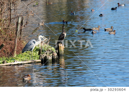カワウとアオサギ カワウとアオサギ 30293604