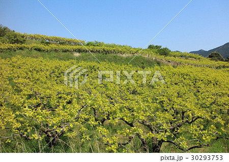 愛知県豊橋市・柿畑 愛知県豊橋市・柿畑 30293753