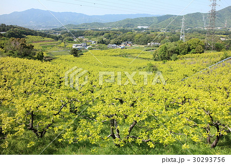 愛知県豊橋市・柿畑 30293756