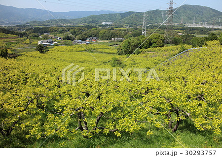 愛知県豊橋市・柿畑 30293757