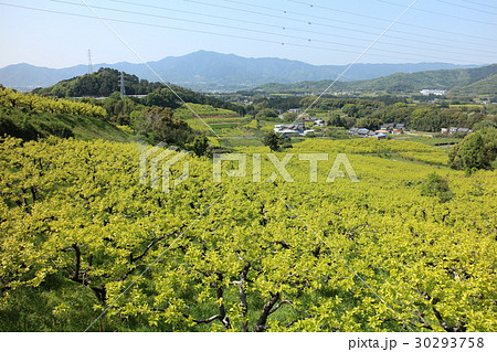 愛知県豊橋市・柿畑 愛知県豊橋市・柿畑 30293758