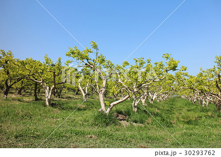 愛知県豊橋市・柿畑 30293762