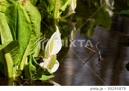 春光台公園の水芭蕉 春光台公園の水芭蕉 30293879