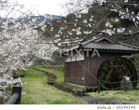 桜と水車 30294540