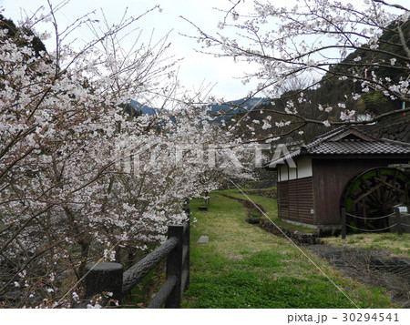 桜と水車 30294541