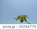 葉 リーフ 葉っぱ 30294779