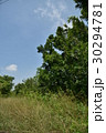 柴 雑木林 草むら 30294781