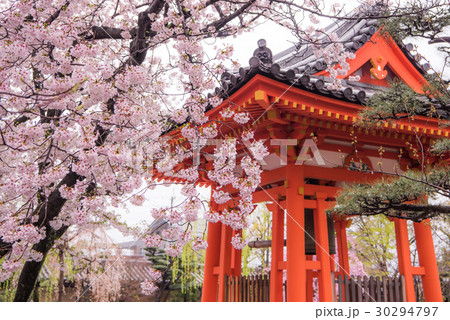 三十三間堂の桜 30294797