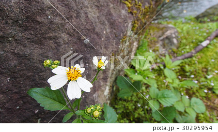 台湾 台北 台北市 30295954