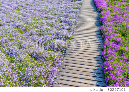 千葉県 芝桜の写真素材